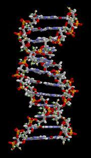 Double helix structure of DNA as discovered in 1953.