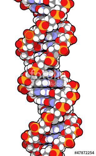 Double helix structure of DNA as discovered in 1953. 