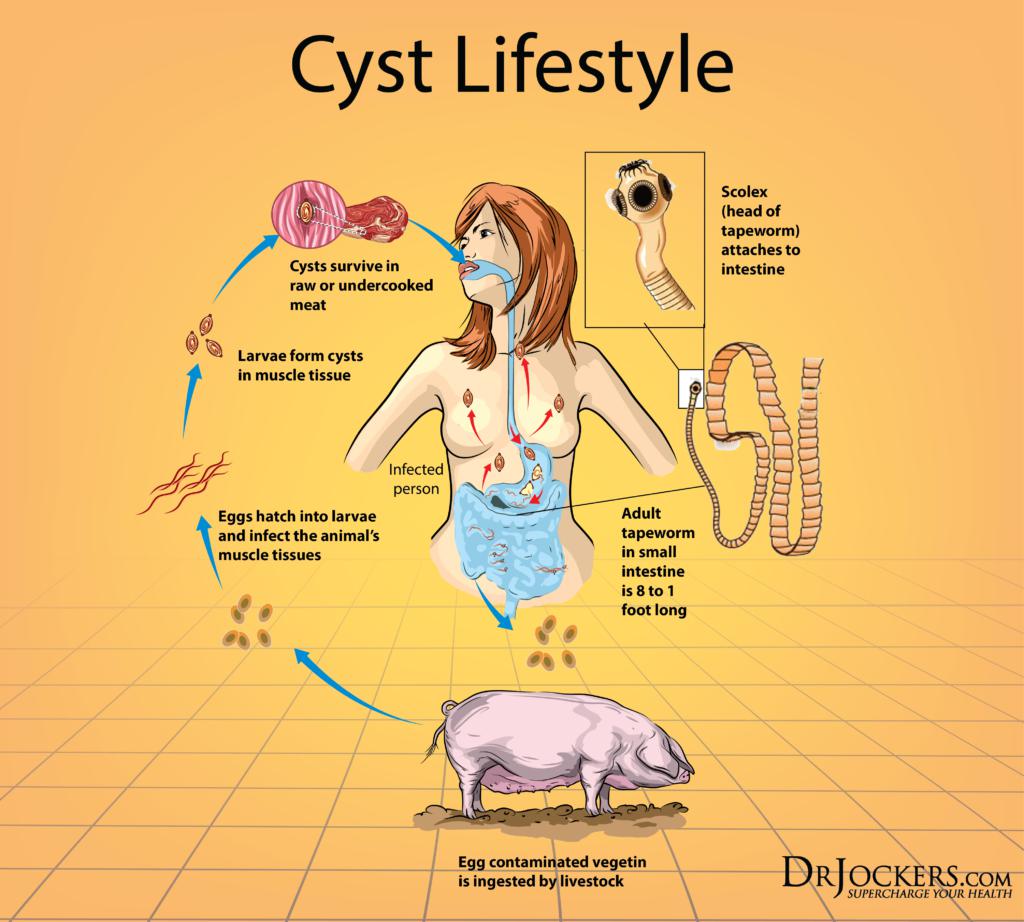 Pigs are known to be primary carriers of pathogenic organisms that can create very serious health problems.