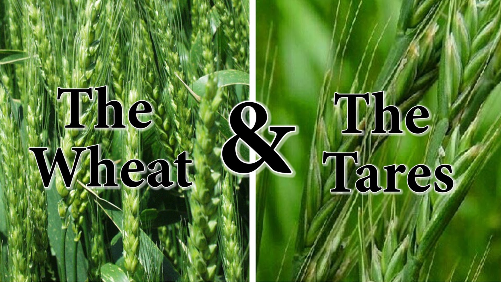 Wheat and Tares